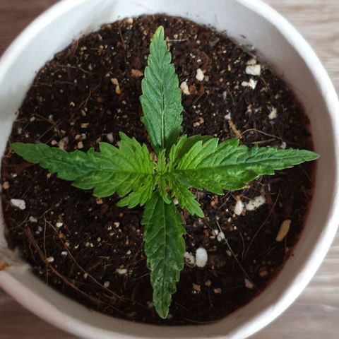 #1 growlog timeline photo