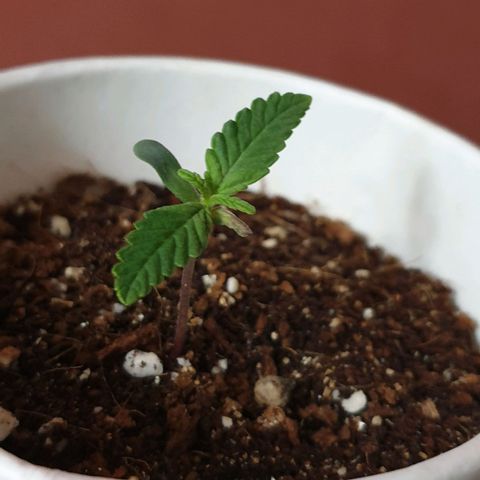 #2 growlog timeline photo