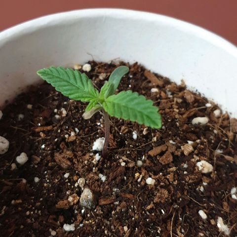 #2 growlog timeline photo