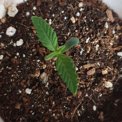 #2 growlog timeline photo