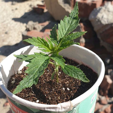 #1 growlog timeline photo