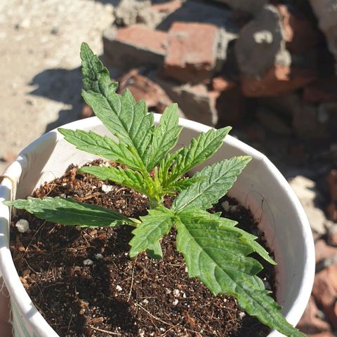#1 growlog timeline photo