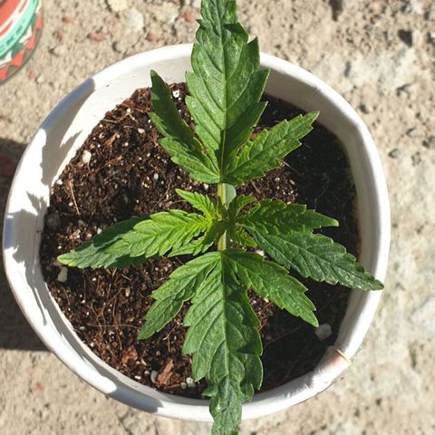 #1 growlog timeline photo