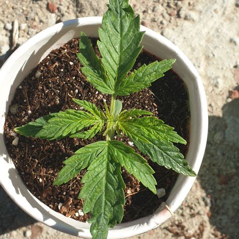 #1 growlog timeline photo