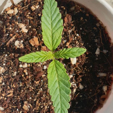 #2 growlog timeline photo