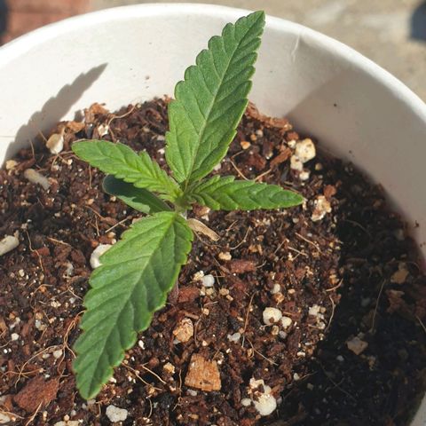 #2 growlog timeline photo