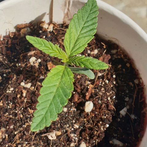 #2 growlog timeline photo