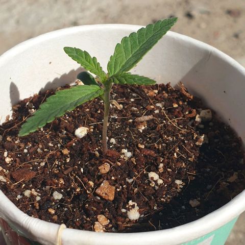 #2 growlog timeline photo