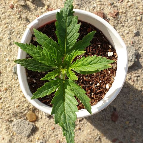 #1 growlog timeline photo