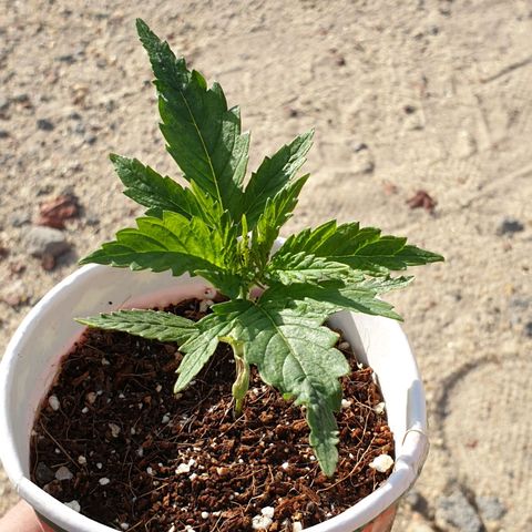 #1 growlog timeline photo