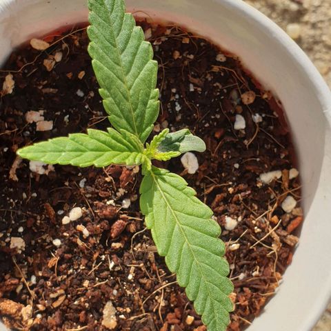 #2 growlog timeline photo