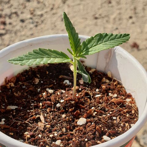 #2 growlog timeline photo
