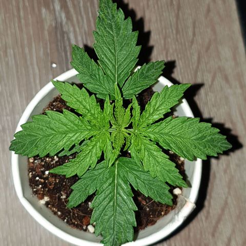 #1 growlog timeline photo
