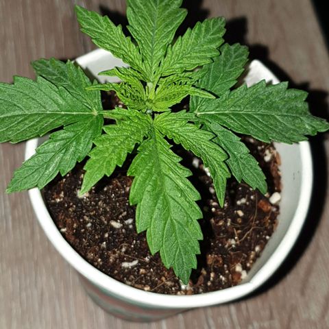 #1 growlog timeline photo
