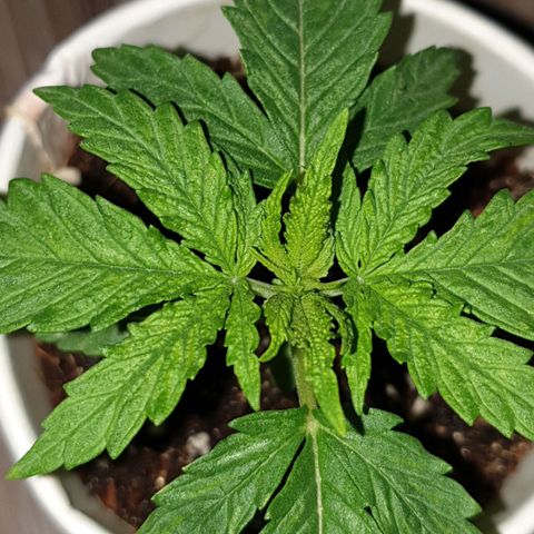 #1 growlog timeline photo