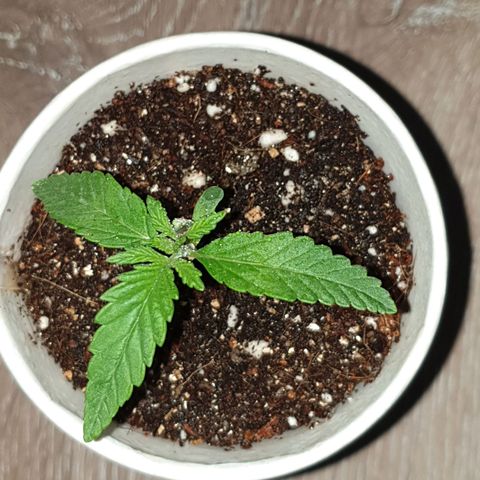 #2 growlog timeline photo