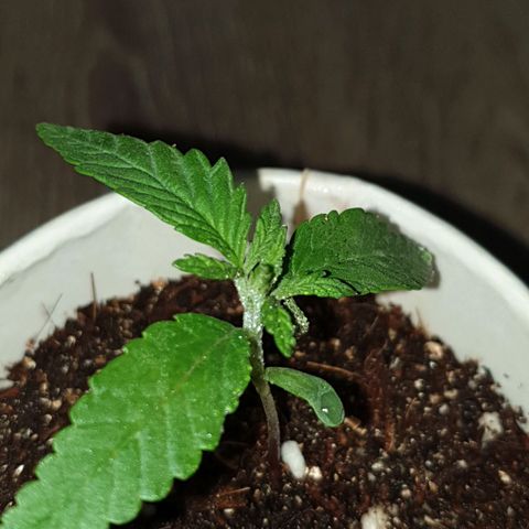 #2 growlog timeline photo