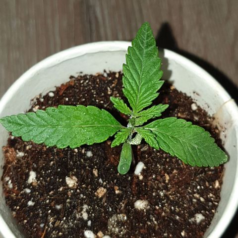 #2 growlog timeline photo