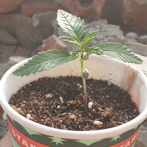 #2 growlog timeline photo
