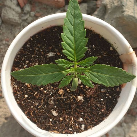 #2 growlog timeline photo