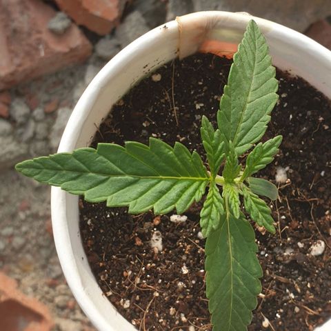 #2 growlog timeline photo