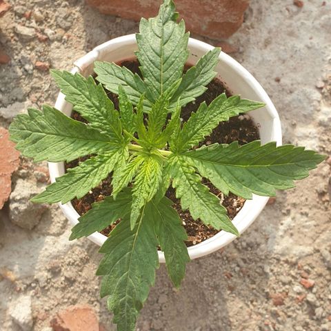 #1 growlog timeline photo