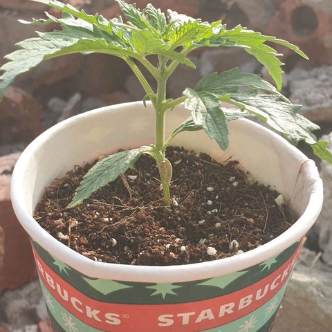 #1 growlog timeline photo