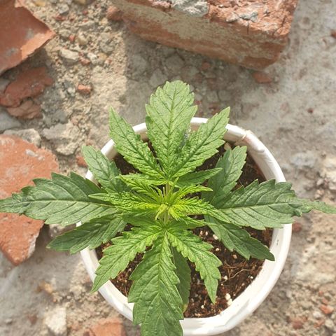 #1 growlog timeline photo