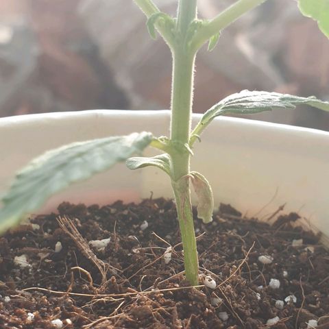 #1 growlog timeline photo