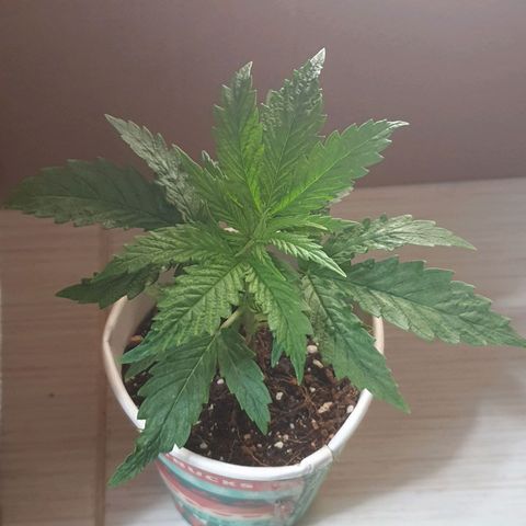 #1 growlog timeline photo