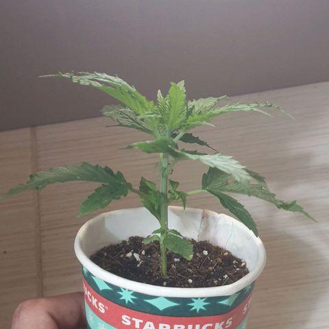 #1 growlog timeline photo
