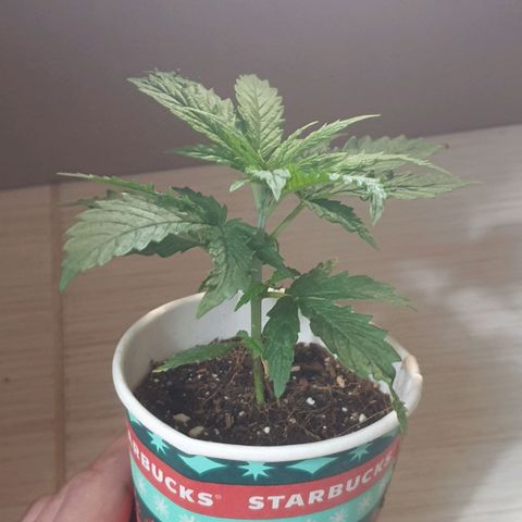 #1 growlog timeline photo
