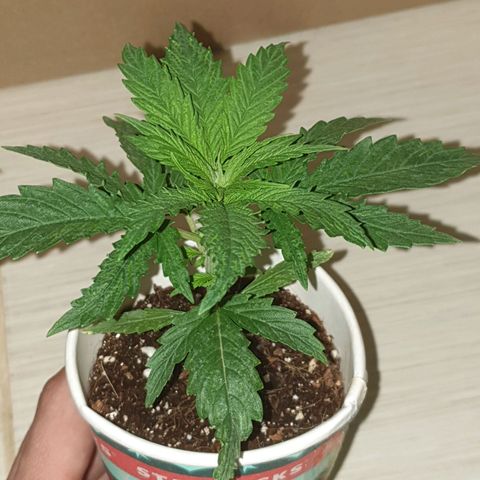 #1 growlog timeline photo