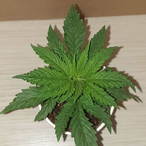 #1 growlog timeline photo