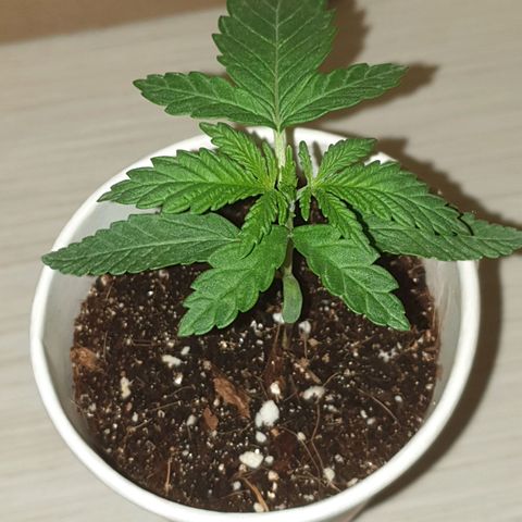 #2 growlog timeline photo