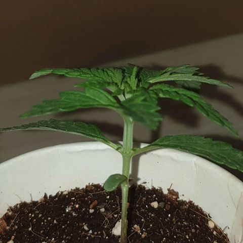 #2 growlog timeline photo