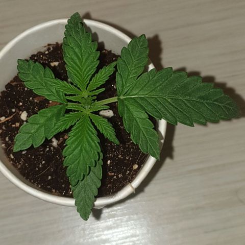 #2 growlog timeline photo