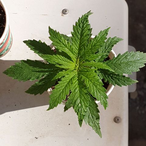 #1 growlog timeline photo