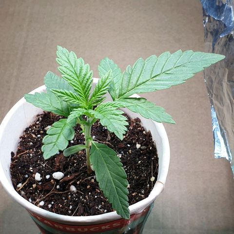 #2 growlog timeline photo