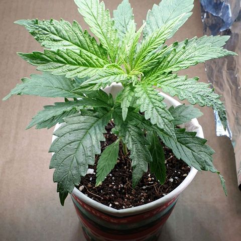 #1 growlog timeline photo