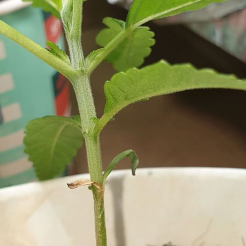 #2 growlog timeline photo