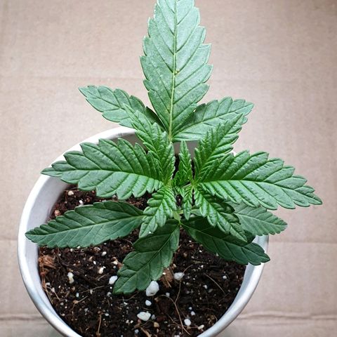 #2 growlog timeline photo