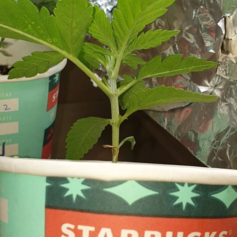 #2 growlog timeline photo