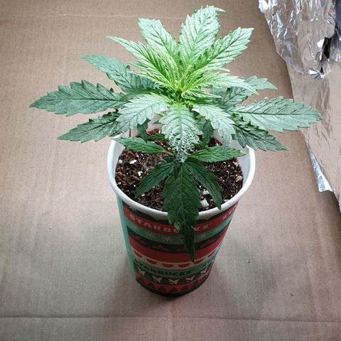 #1 growlog timeline photo