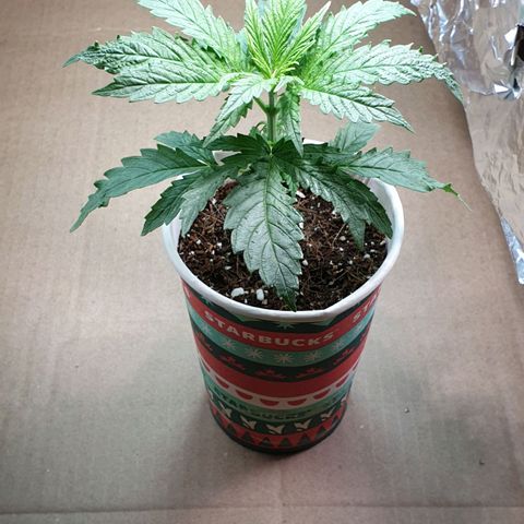 #1 growlog timeline photo