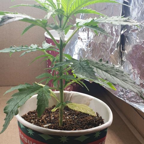 #1 growlog timeline photo