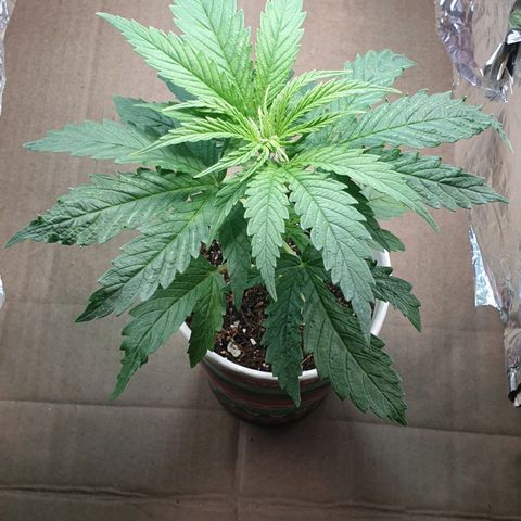 #1 growlog timeline photo