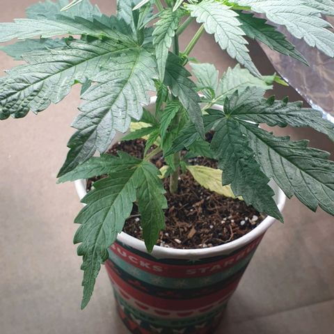 #1 growlog timeline photo