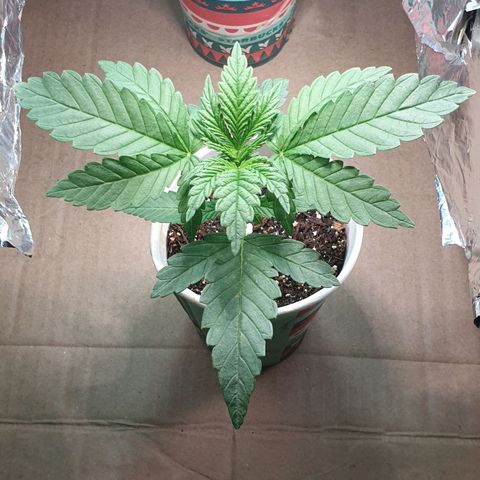 #2 growlog timeline photo
