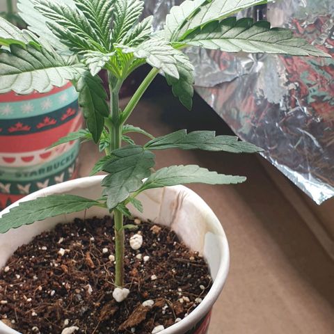 #2 growlog timeline photo
